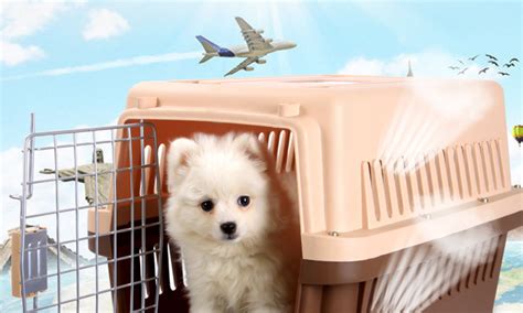 宠物狗航空托运