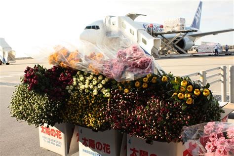 航空運輸花卉