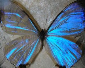 黑死蝶又叫夜光蝶，真的有这种蝴蝶吗？ (夜光蝶是不是蝴蝶？)